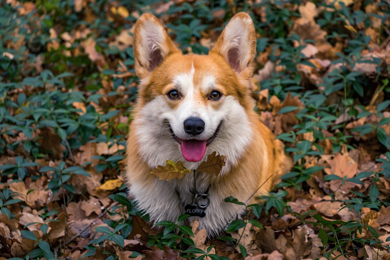 Understanding the Friendly Nature of the Cardigan Welsh Corgi